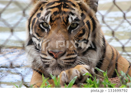 ホノルル動物園のトラ 131699792