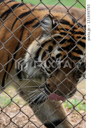 ホノルル動物園のトラ ホノルル動物園のトラ 131699793