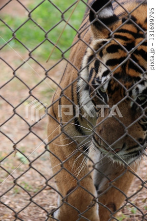 ホノルル動物園のトラ 131699795
