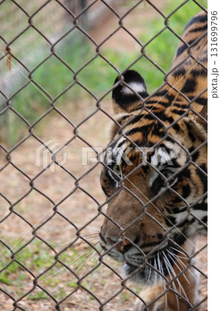 ホノルル動物園のトラ ホノルル動物園のトラ 131699796