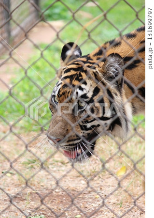 ホノルル動物園のトラ ホノルル動物園のトラ 131699797