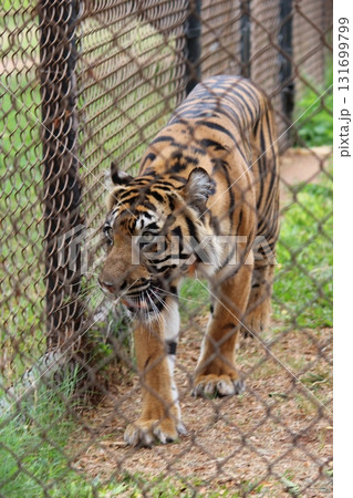 ホノルル動物園のトラ ホノルル動物園のトラ 131699799