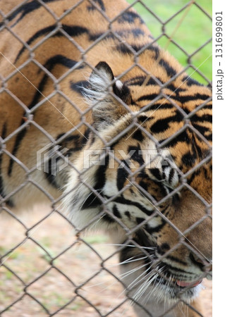 ホノルル動物園のトラ ホノルル動物園のトラ 131699801