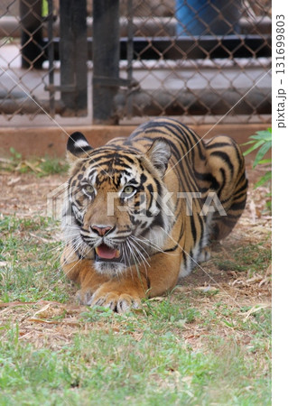 ホノルル動物園のトラ ホノルル動物園のトラ 131699803