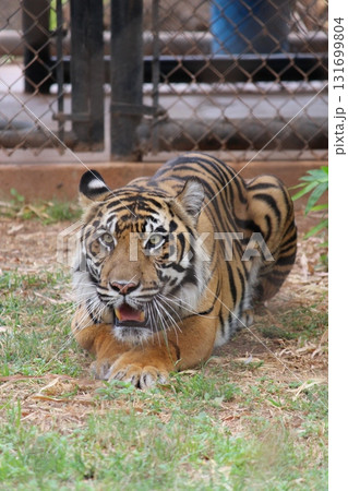 ホノルル動物園のトラ 131699804