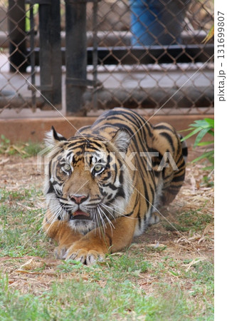 ホノルル動物園のトラ ホノルル動物園のトラ 131699807