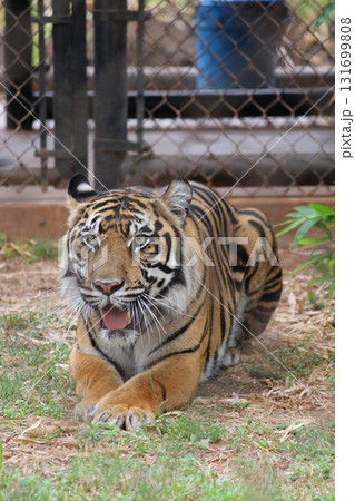 ホノルル動物園のトラ 131699808