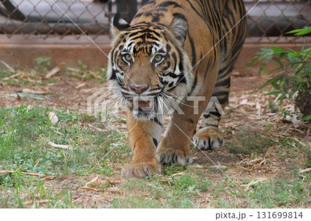 ホノルル動物園のトラ ホノルル動物園のトラ 131699814