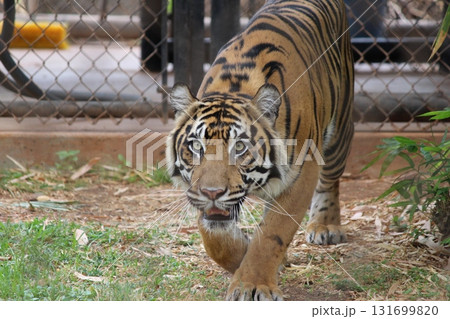 ホノルル動物園のトラ 131699820