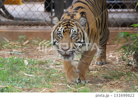 ホノルル動物園のトラ ホノルル動物園のトラ 131699822