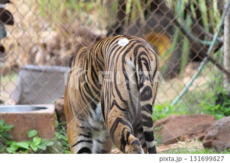ホノルル動物園のトラ 131699827