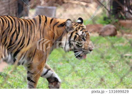 ホノルル動物園のトラ 131699829