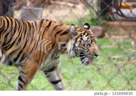ホノルル動物園のトラ 131699830