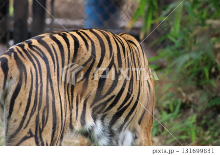 ホノルル動物園のトラ ホノルル動物園のトラ 131699831
