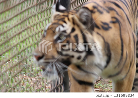 ホノルル動物園のトラ ホノルル動物園のトラ 131699834