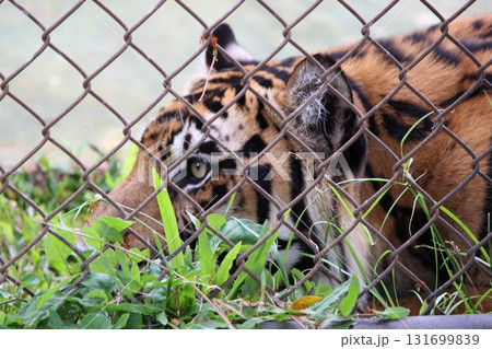 ホノルル動物園のトラ ホノルル動物園のトラ 131699839
