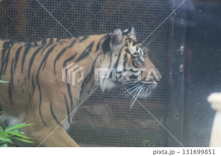 ホノルル動物園のトラ 131699851