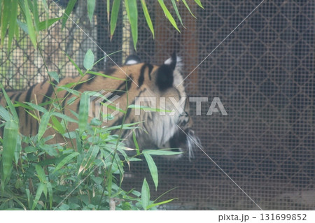 ホノルル動物園のトラ 131699852