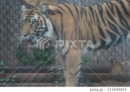 ホノルル動物園のトラ ホノルル動物園のトラ 131699855