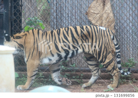 ホノルル動物園のトラ 131699856