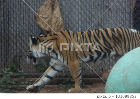 ホノルル動物園のトラ ホノルル動物園のトラ 131699858