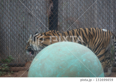 ホノルル動物園のトラ ホノルル動物園のトラ 131699859