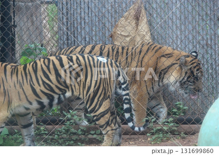 ホノルル動物園のトラ ホノルル動物園のトラ 131699860
