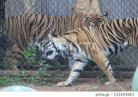 ホノルル動物園のトラ ホノルル動物園のトラ 131699861