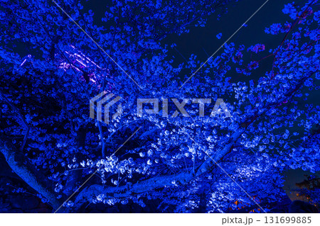 《福岡県》舞鶴公園・満開の桜ライトアップ 《福岡県》舞鶴公園・満開の桜ライトアップ 131699885