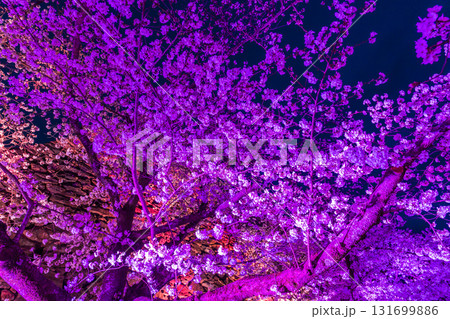 《福岡県》舞鶴公園・満開の桜ライトアップ 《福岡県》舞鶴公園・満開の桜ライトアップ 131699886
