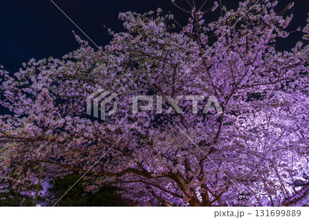 《福岡県》舞鶴公園・満開の桜ライトアップ 《福岡県》舞鶴公園・満開の桜ライトアップ 131699889