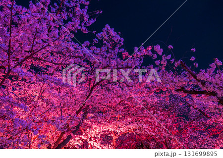 《福岡県》舞鶴公園・満開の桜ライトアップ 《福岡県》舞鶴公園・満開の桜ライトアップ 131699895