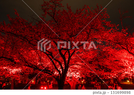 《福岡県》舞鶴公園・満開の桜ライトアップ 《福岡県》舞鶴公園・満開の桜ライトアップ 131699898