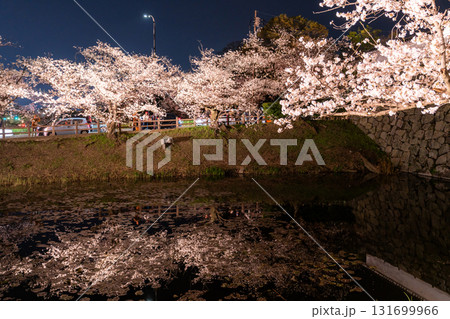《福岡県》舞鶴公園・満開の桜ライトアップ 《福岡県》舞鶴公園・満開の桜ライトアップ 131699966