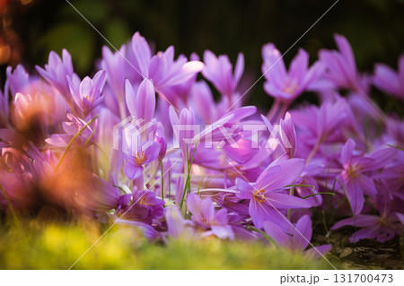 Autumn flowers. Colchicum autumnale blooms in October at sunset light, closeup. Autumn flowers. Colchicum autumnale blooms in October at sunset light, closeup. 131700473