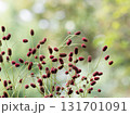 秋に咲くワレモコウの花 131701091