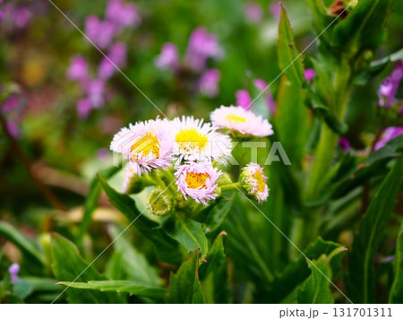 春の荒川河川敷に咲くハルジオン 131701311