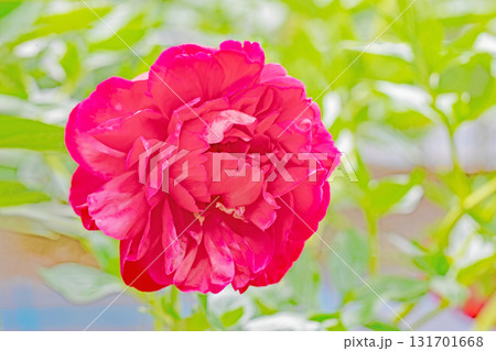 家の周りの草花　四季の色々　植物園の花壇を美しいピンクや白色のシャクヤクの花が彩りを添えています 131701668
