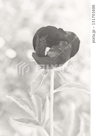 家の周りの草花　四季の色々　植物園の花壇を美しいピンクや白色のシャクヤクの花が彩りを添えています 131701686