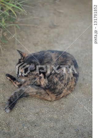 広場で遊ぶさび猫 広場で遊ぶさび猫 131701852