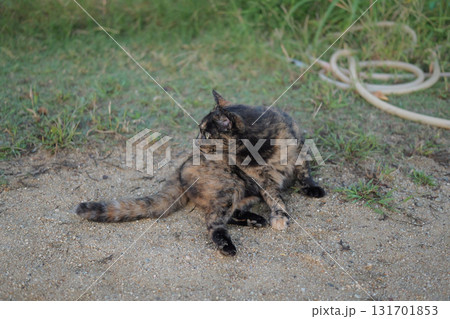広場で遊ぶさび猫 131701853