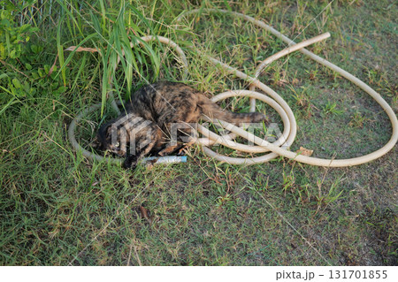 広場で遊ぶさび猫 広場で遊ぶさび猫 131701855