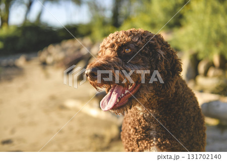 Portrait of one brown portuguese water dog outdoors on the beach Portrait of one brown portuguese water dog outdoors on the beach 131702140