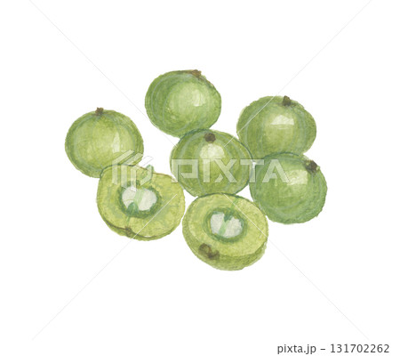 水彩で描いたアムラ　インドスグリ　ユカン 131702262