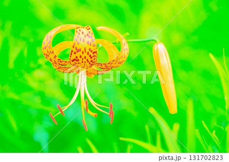 家の周りの草花　四季の色々　初夏の目覚め　里山の木陰にオレンジ色のオニユリの花が咲きました 131702823
