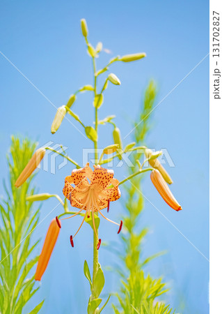 家の周りの草花 四季の色々 初夏の目覚め 里山の木陰にオレンジ色のオニユリの花が咲きました 家の周りの草花 四季の色々 初夏の目覚め 里山の木陰にオレンジ色のオニユリの花が咲きました 131702827