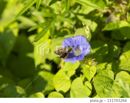 アサガオの蜜を吸うイチモンジセセリ 131703268