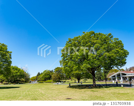 初夏の爽やかな景色 新緑が眩しい大きな木のある公園 初夏の爽やかな景色 新緑が眩しい大きな木のある公園 131703938