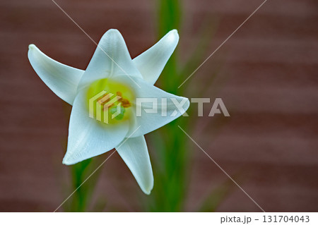 家の周りの草花　四季の色々　空き地や藪に白い可憐な花びらのてっほうユリの花が咲きました　 131704043