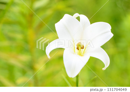 家の周りの草花　四季の色々　空き地や藪に白い可憐な花びらのてっほうユリの花が咲きました　 131704049
